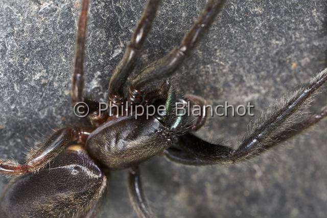 Segestriidae_4953.JPG - France, Pyrénées-Atlantiques (64), Araneae, Segestriidae, Araignée, Ségestrie (Segestria florentina), portrait d'une femelle, Tube web spider or Cellar spider